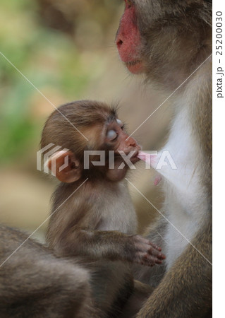 幸島のニホンザル 幸島のニホンザル 25200030
