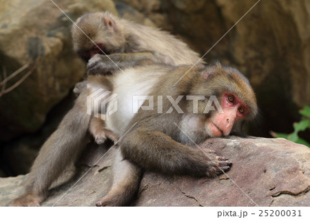 幸島のニホンザル 幸島のニホンザル 25200031