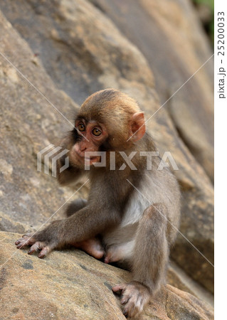 幸島のニホンザル 幸島のニホンザル 25200033
