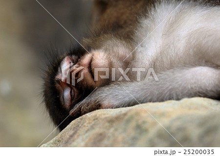 幸島のニホンザル 幸島のニホンザル 25200035