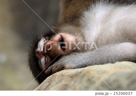 幸島のニホンザル 幸島のニホンザル 25200037