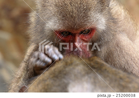 幸島のニホンザル 幸島のニホンザル 25200038