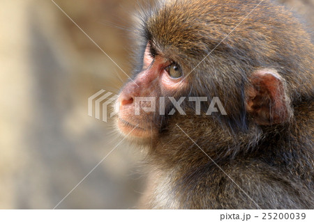幸島のニホンザル 幸島のニホンザル 25200039
