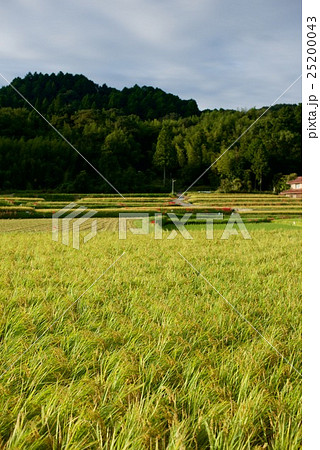田舎の田んぼの風景 25200043