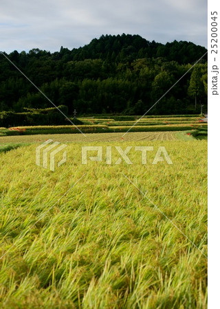 田舎の田んぼの風景 25200045
