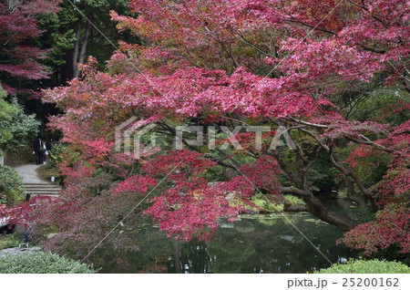 金戒光明寺　紅葉　日本庭園　 25200162
