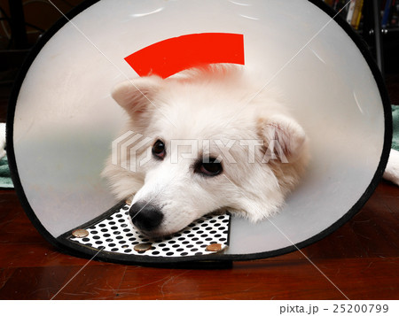 Sick dog Sick dog 25200799