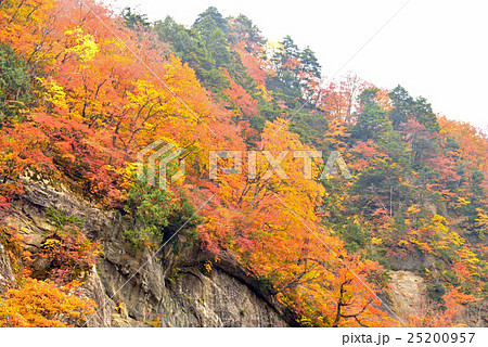 錦秋の奥裾花渓谷 錦秋の奥裾花渓谷 25200957