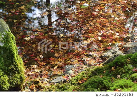 池 落葉 日本庭園 池 落葉 日本庭園 25201263