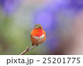 Allen's Hummingbird 25201775