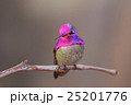 Costa's Hummingbird and Anna's Hummingbird Hybrid 25201776