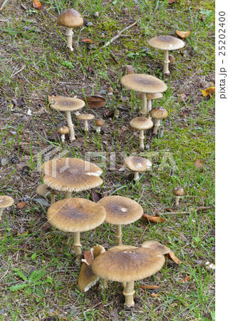 テングタケ 25202400