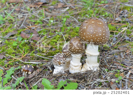 テングタケ テングタケ 25202401