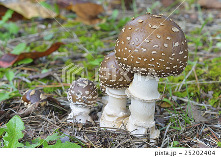 テングタケ テングタケ 25202404