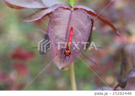 アカトンボ　ナツアカネ 25202446