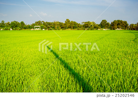 Rice field in Tan An, Long An, Vietnam 25202546