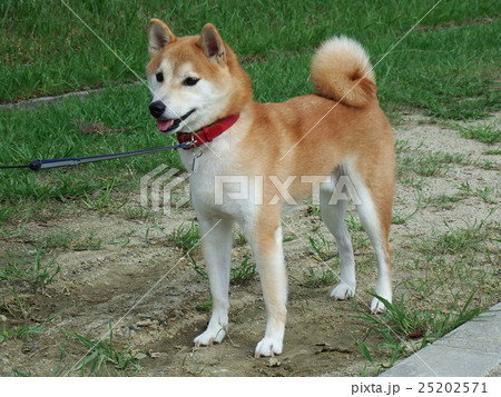 小次郎の散歩 25202571