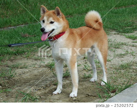 小次郎の散歩 25202572