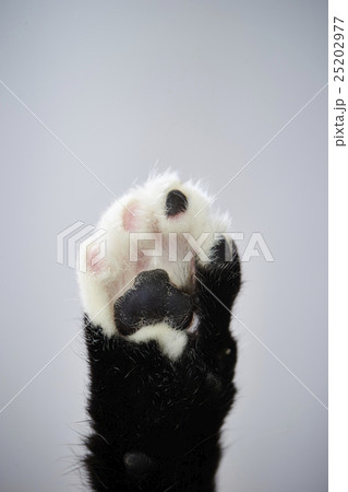 猫の手 25202977