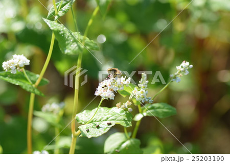 キゴシハナアブとそばの花　そばの花　ソバの花　ミツバチ　自然　蜂蜜　昆虫　白い花　秋 25203190