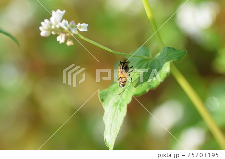 キゴシハナアブとそばの花　そばの花　ソバの花　ミツバチ　自然　蜂蜜　昆虫　白い花　秋 25203195