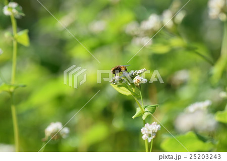 ミツバチとそばの花　そばの花　ソバの花　ミツバチ　自然　蜂蜜　昆虫　白い花　秋 25203243