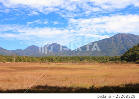 小田代ヶ原　草紅葉と貴婦人 25203529