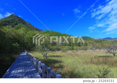 戦場ヶ原自然研究路(小田代ヶ原付近) 戦場ヶ原自然研究路(小田代ヶ原付近) 25203531