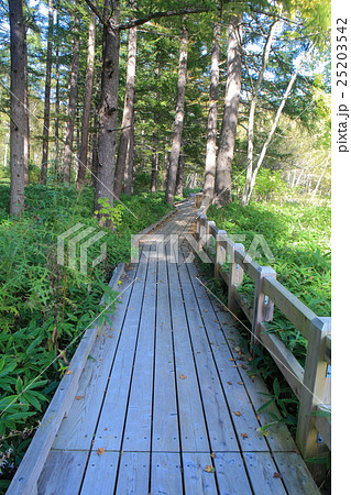 戦場ヶ原自然研究路 25203542