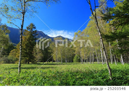 戦場ヶ原自然研究路(小田代ヶ原付近) 戦場ヶ原自然研究路(小田代ヶ原付近) 25203546