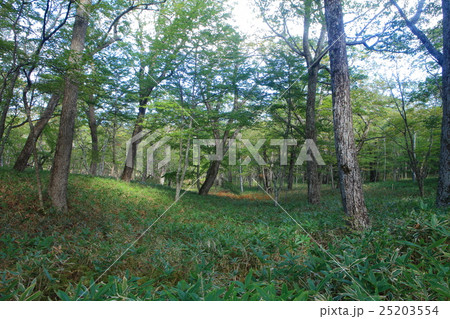 戦場ヶ原自然研究路 戦場ヶ原自然研究路 25203554