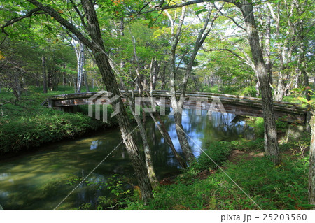 戦場ヶ原自然研究路（赤沼橋） 25203560