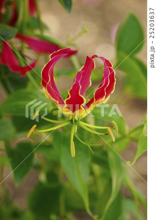 グロリオサ グロリオサ 25203637