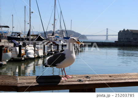 フィッシャーマンズワーフ フィッシャーマンズワーフ 25203785