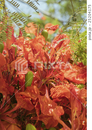 ホウオウボク 鳳凰木 紅花 25204175