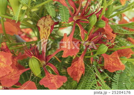 ホウオウボク 鳳凰木 紅花 25204176