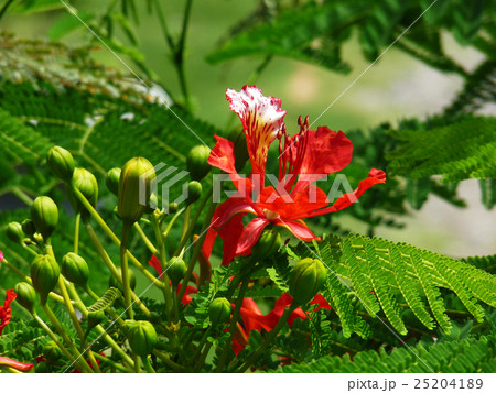 ホウオウボク 鳳凰木 花びら 25204189