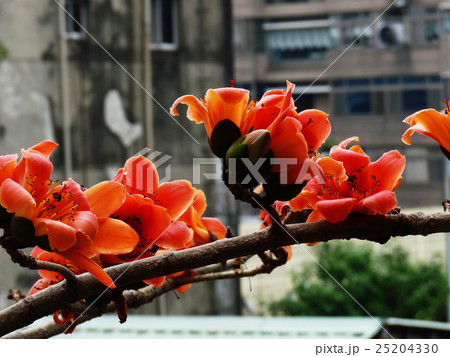 カポック 紅花 ベニバナ 25204330