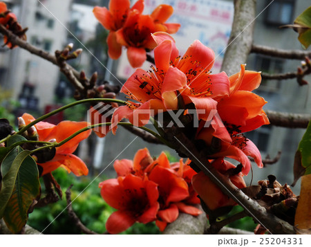 カポック 紅花 ベニバナ 25204331