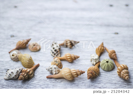 貝殻で作った英語文字「SEA」 25204342