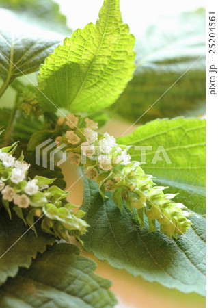 エゴマの花 エゴマの花 25204561