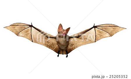 Flying Vampire Bat Isolated On White Backgroundのイラスト素材 25205352 Pixta