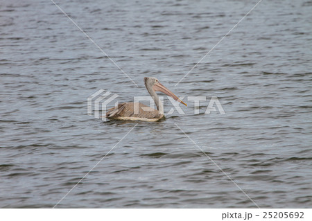 Spot-billed pelican( Pelecanus philippensis) Spot-billed pelican( Pelecanus philippensis) 25205692