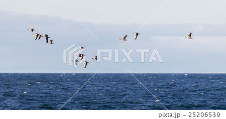 Flock of geese Anser albifrons flying Flock of geese Anser albifrons flying 25206539