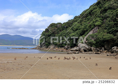 幸島のサル 25206632