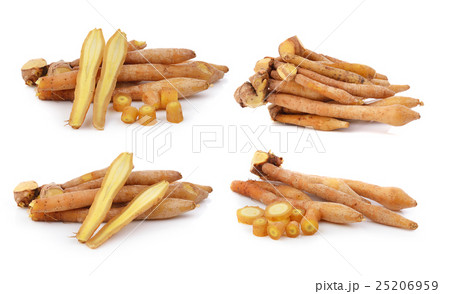 Fingerroot, Kaempfer, Boesenbergia Fingerroot, Kaempfer, Boesenbergia 25206959