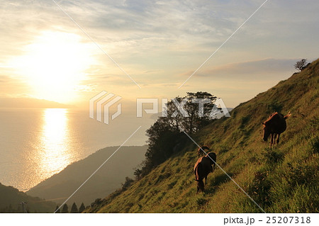 都井岬の野生馬 25207318