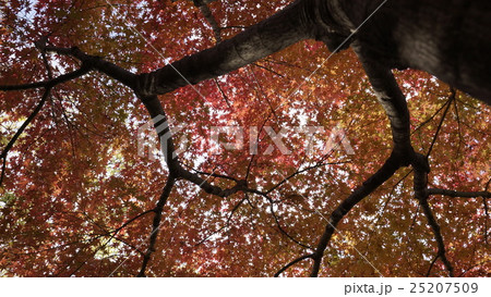 紅葉 紅葉 25207509
