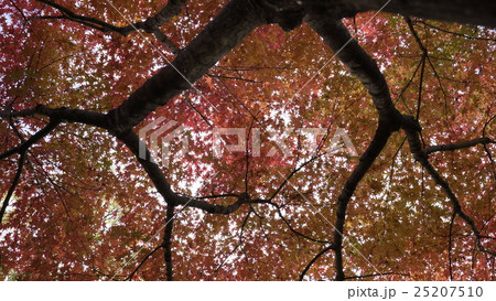 紅葉 25207510