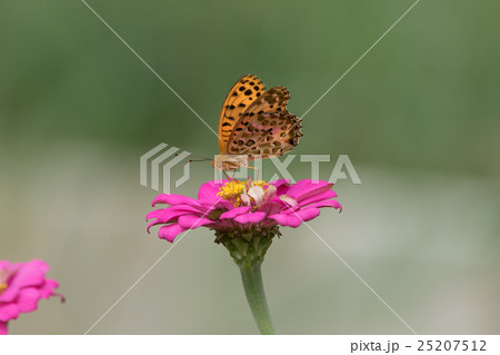 ピンクの花に綺麗なチョウチョ 25207512